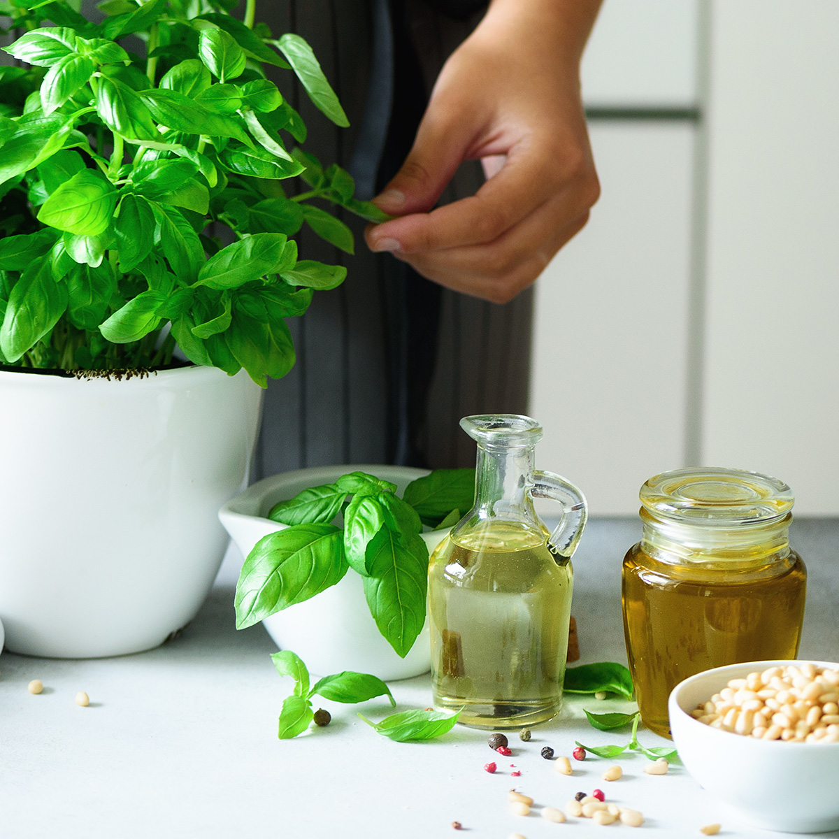 basil plant on kitchen counter next to ingredients for making pesto