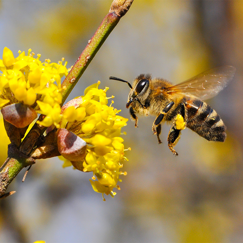 bee pollinating a flower