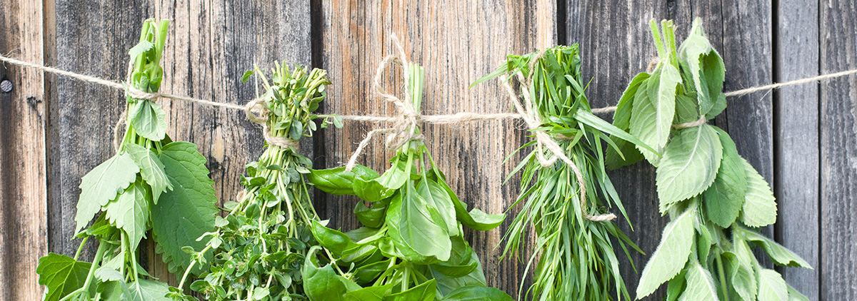 various herbs hanging on string to dry