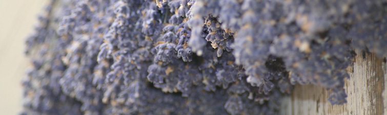 lavendar-minor-banners.jpg