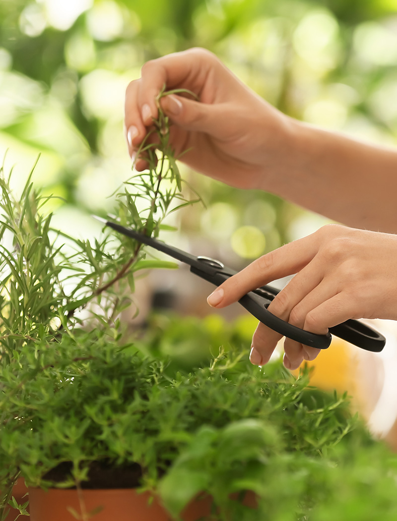 person snipping fresh rosemary sprigs from a plant